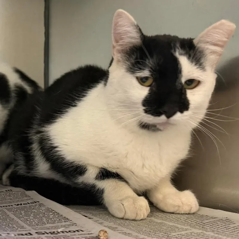 A young medium-sized female Domestic Short Hair cat named G&F Siblings: Frankie for adoption in Washington, DC