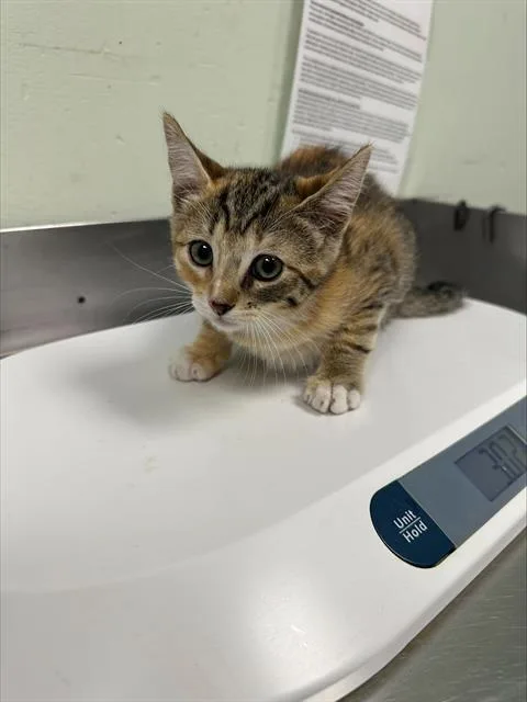 A baby small-sized female Domestic Short Hair cat named Robusta for adoption in Santa Cruz, CA