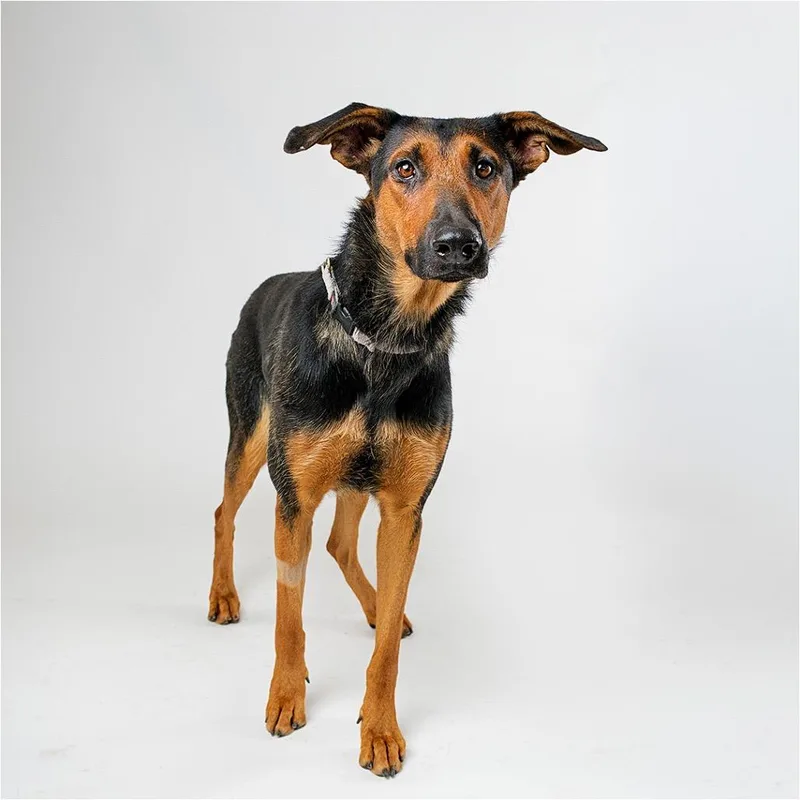 An adult large-sized female Brown / Chocolate Doberman Pinscher dog named Countess for adoption in Palm Springs, CA