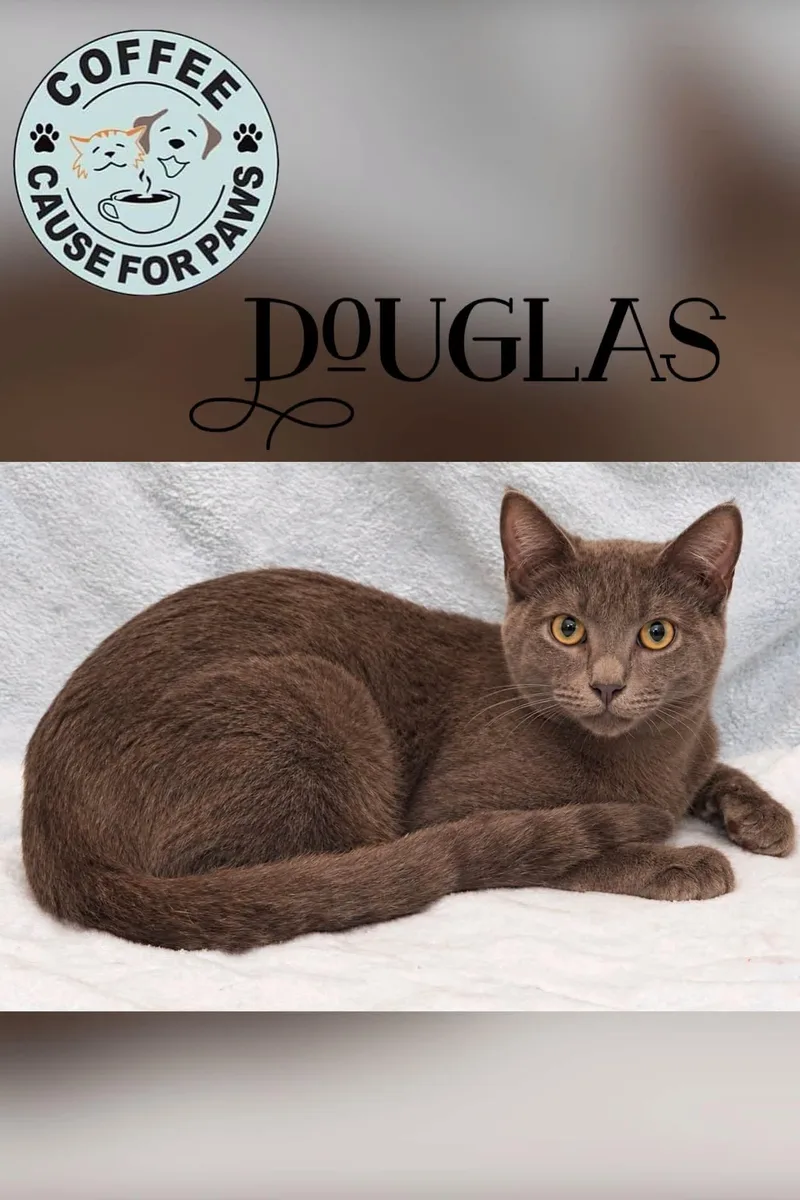 A young small-sized male Gray / Blue / Silver Domestic Short Hair cat named Douglas for adoption in Douglas, GA
