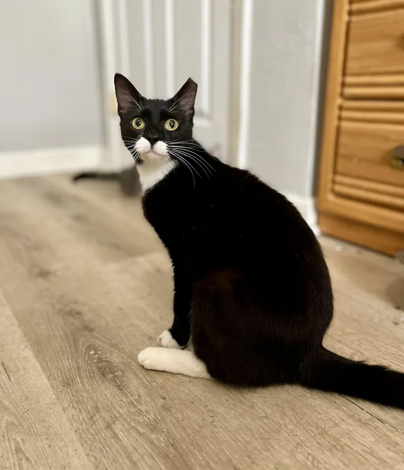 A young medium-sized female Black & White / Tuxedo Tuxedo cat named Nina Simone for adoption in Gulfport, MS