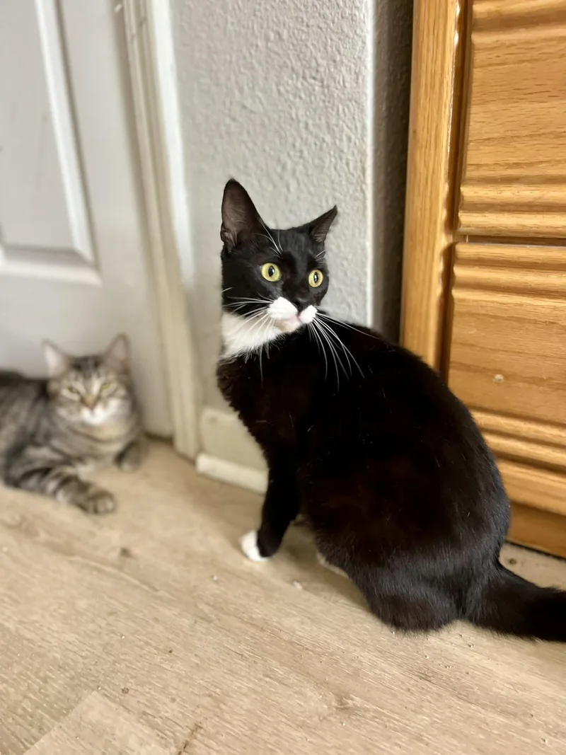 Nina Simone thumbnail 2