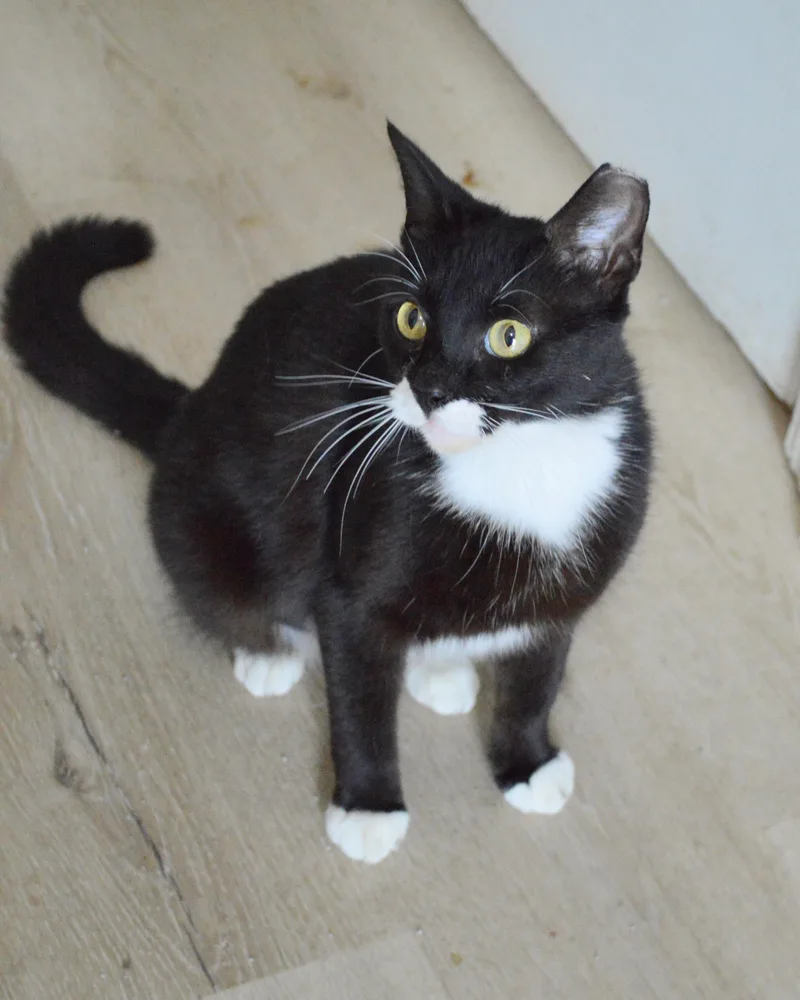 Nina Simone thumbnail 4