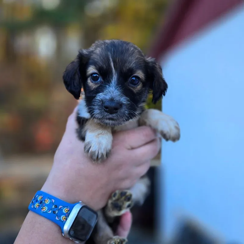 A baby medium-sized female Black Shepherd dog named CT Flax avail Nov for adoption in Eastford, CT
