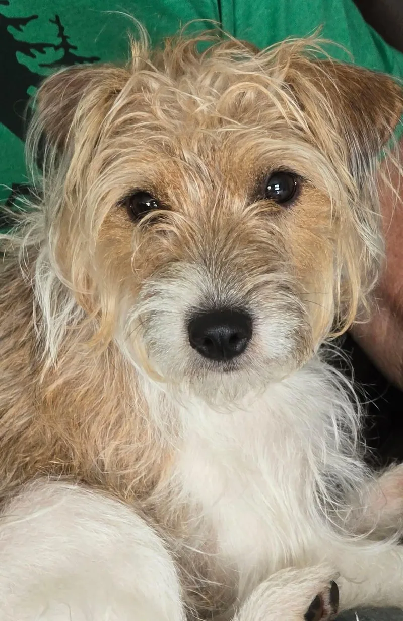 A young small-sized female White / Cream Jack Russell Terrier dog named Lucy for adoption in Clatskanie, OR