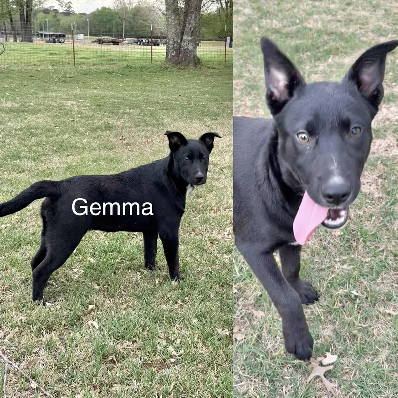 A baby medium-sized female Collie dog named Gemma for adoption in Manchester, CT