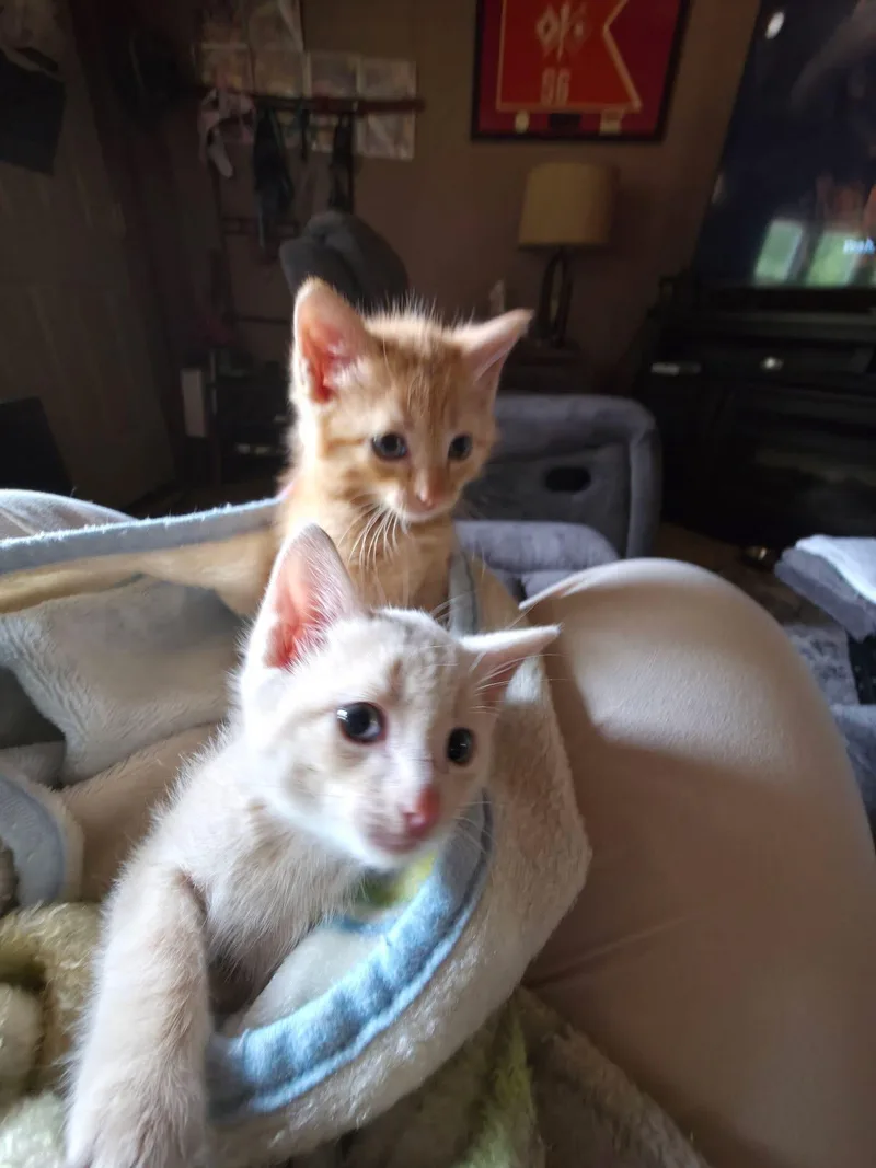 A baby medium-sized male Orange / Red Domestic Short Hair cat named Soup for adoption in Manhattan, KS