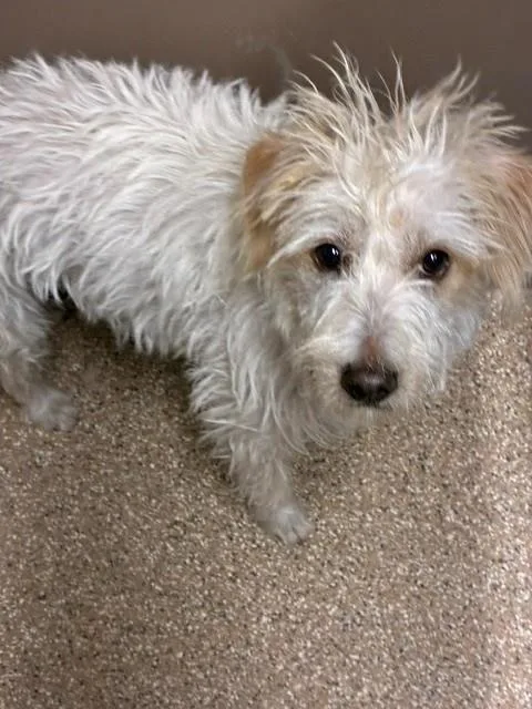 A young small-sized male Cairn Terrier dog named Moxey for adoption in Albuquerque, NM