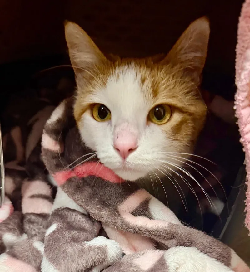A young large-sized male Domestic Short Hair cat named Atticus  Thatcher for adoption in Minneapolis, MN
