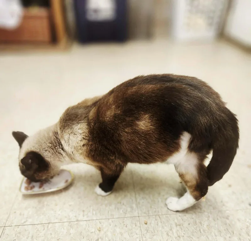 A senior medium-sized male Domestic Short Hair cat named Hugs for adoption in Social Circle, GA