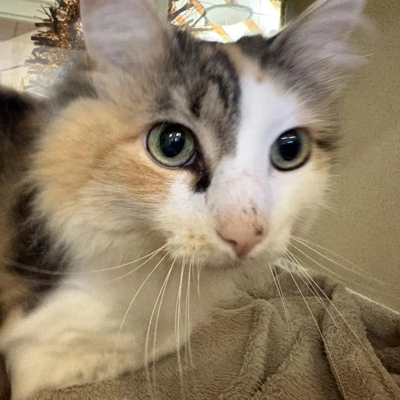 An adult large-sized female Domestic Long Hair cat named Trixie for adoption in Gloucester, VA