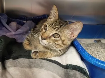 A baby small-sized male Domestic Short Hair cat named Zazu for adoption in Houston, TX