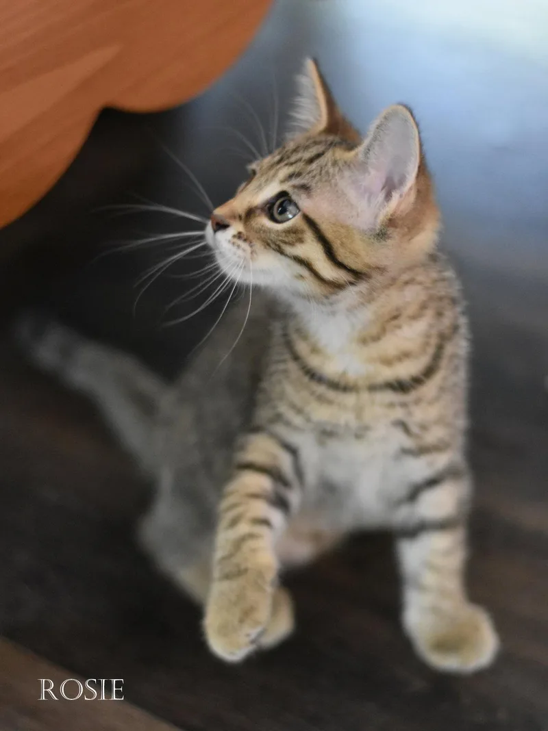 A young medium-sized female Tabby cat named Rosie for adoption in Montgomery, TX