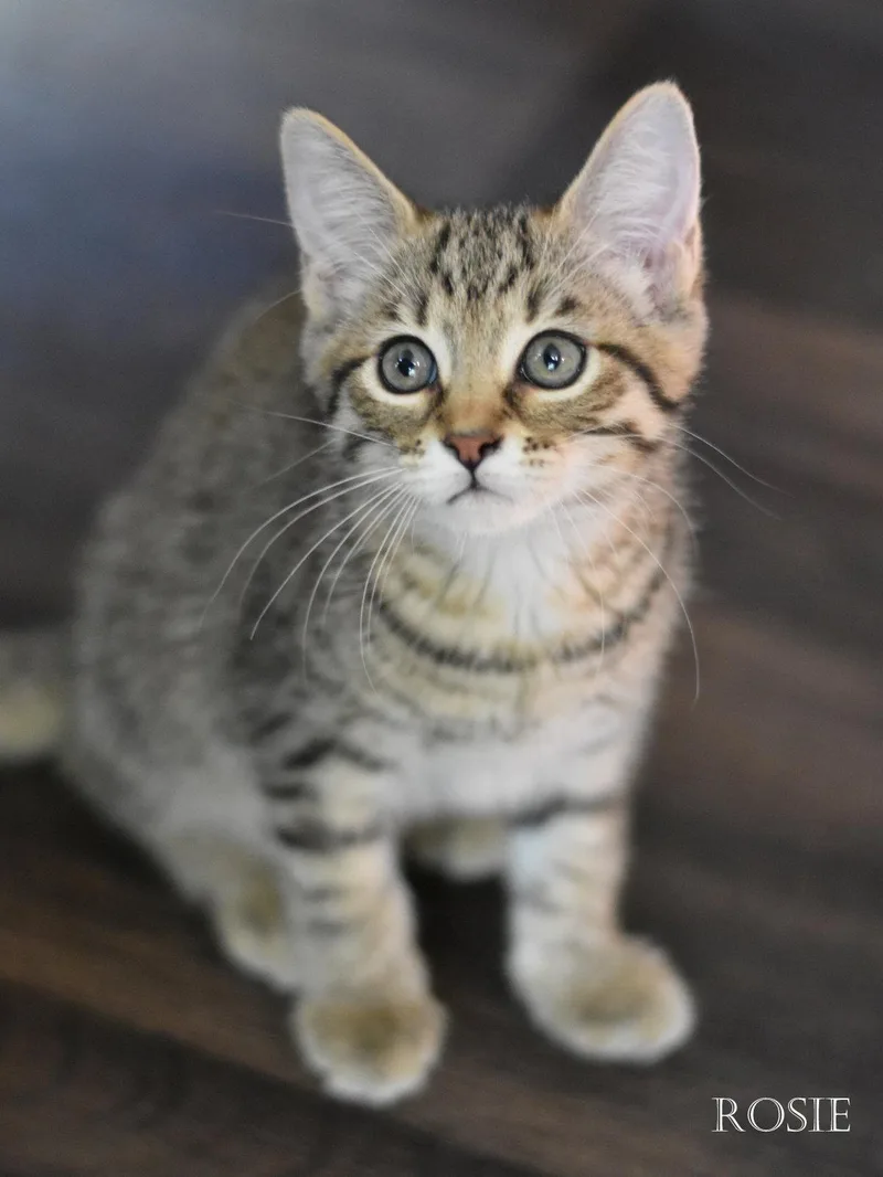 Rosie thumbnail 3