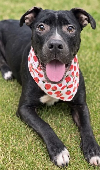 An adult medium-sized female Black Mixed Breed dog named Charm for adoption in Hamilton, OH