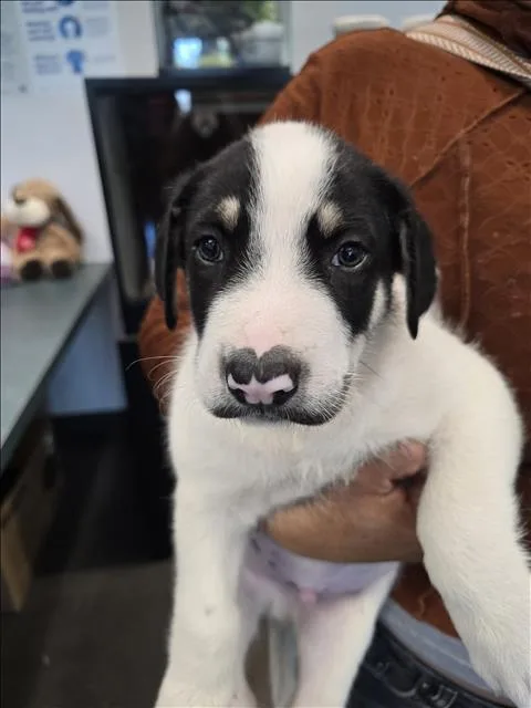 A baby small-sized male Siberian Husky dog named Jeffery for adoption in Chatsworth, CA