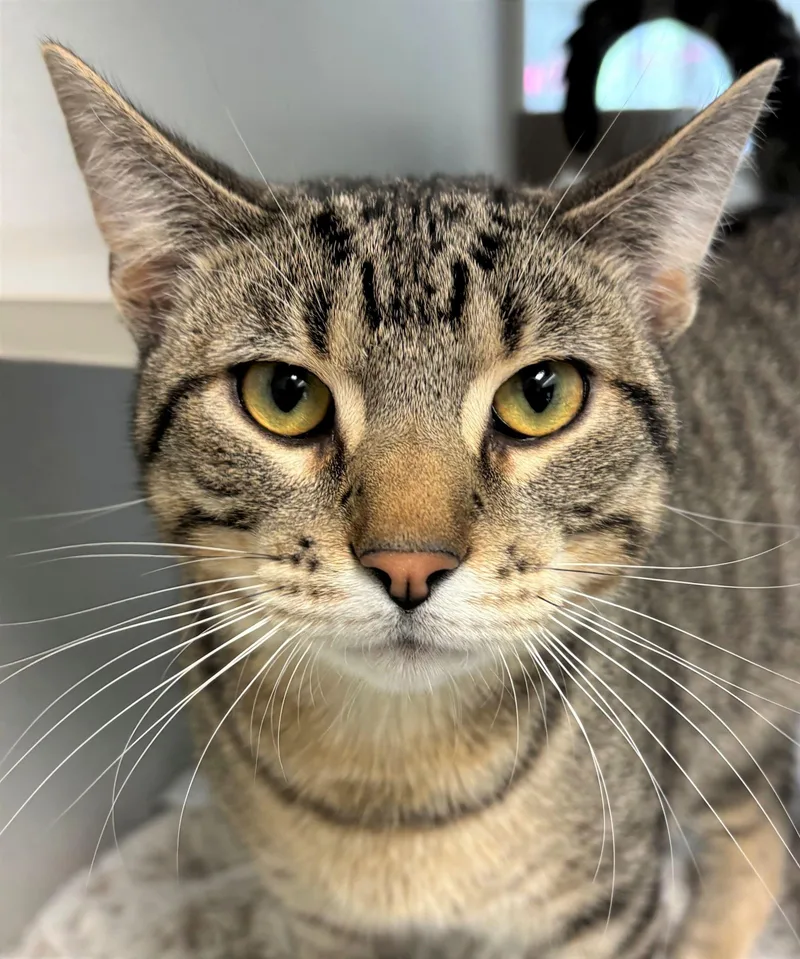 A young medium-sized male Domestic Short Hair cat named Tigger for adoption in Iowa City, IA