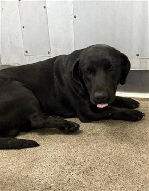 A young medium-sized male Labrador Retriever dog named Louie for adoption in San Bernardino, CA