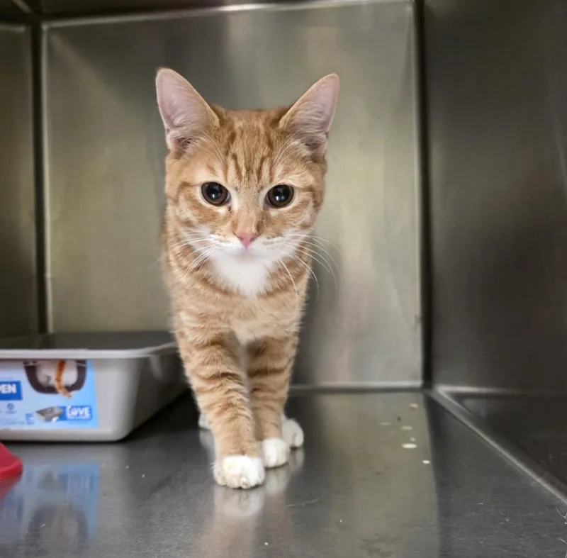 A baby small-sized male Domestic Medium Hair cat named Lavoro for adoption in Meriden, CT