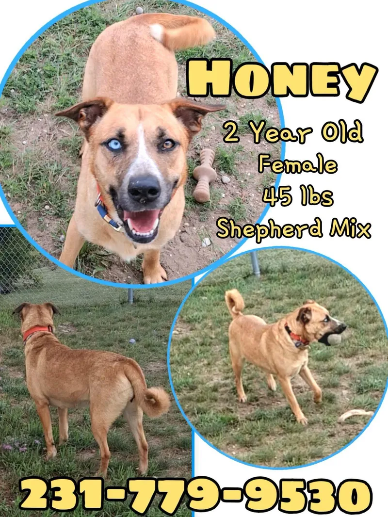 Honey