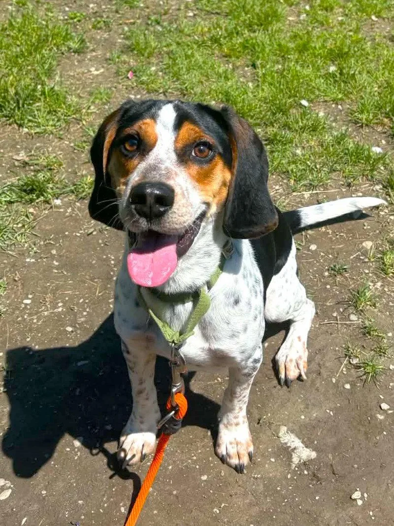 An adult medium-sized male Beagle dog named Willie for adoption in Arlington, VT
