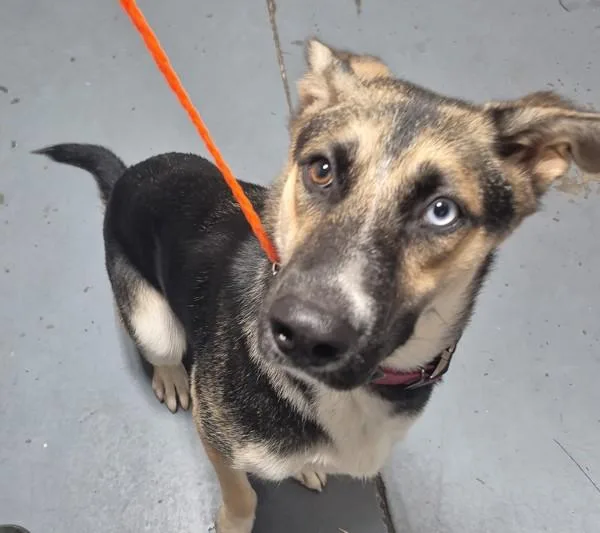 An adult medium-sized female Shepherd dog named Ellie for adoption in Dallas, GA