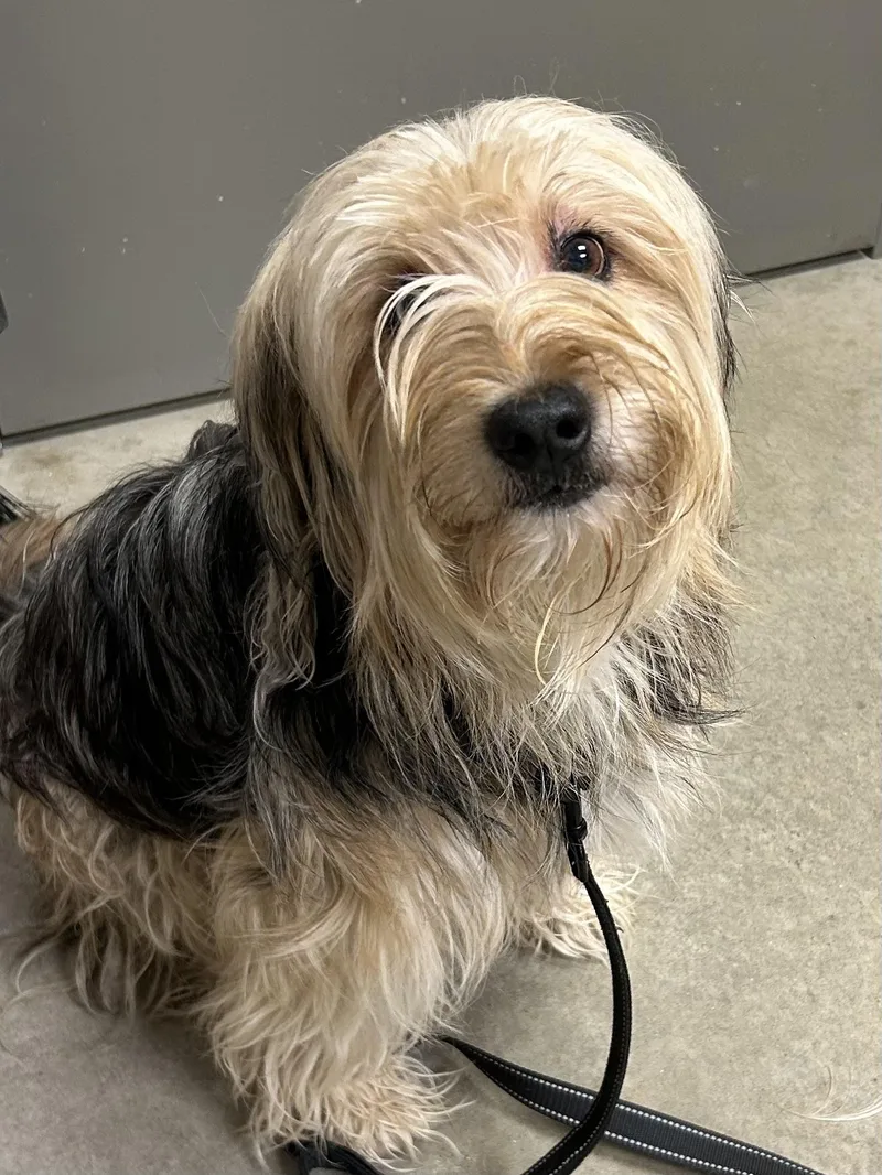 An adult medium-sized male Yellow / Tan / Blond / Fawn Mixed Breed dog named Rocky Road for adoption in Mason City, IA