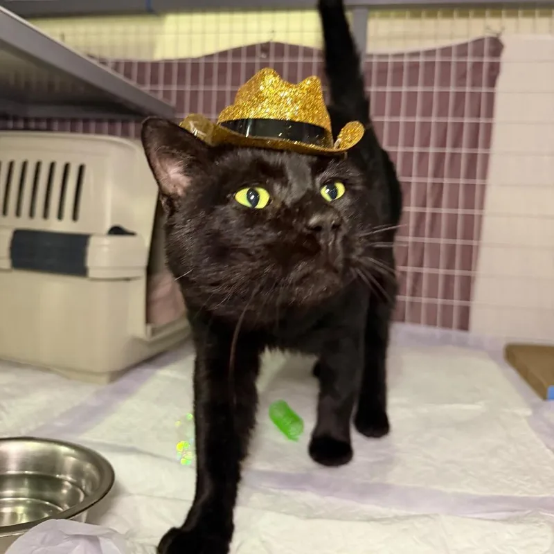 An adult large-sized male Black Domestic Short Hair cat named Le Panthere for adoption in Middle Village, NY