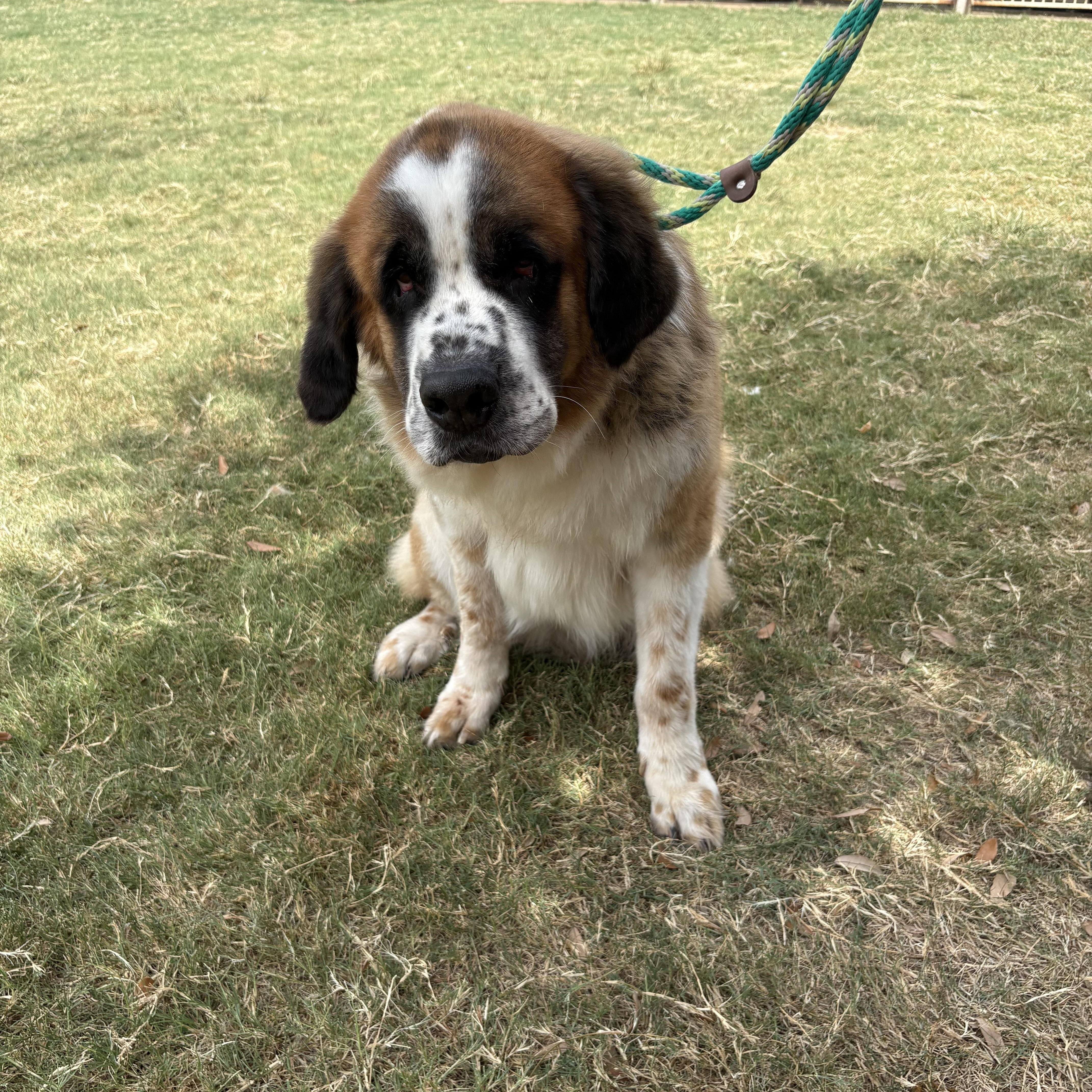 A senior extra large-sized female Saint Bernard dog named Momma Dog for adoption in McKinney, TX