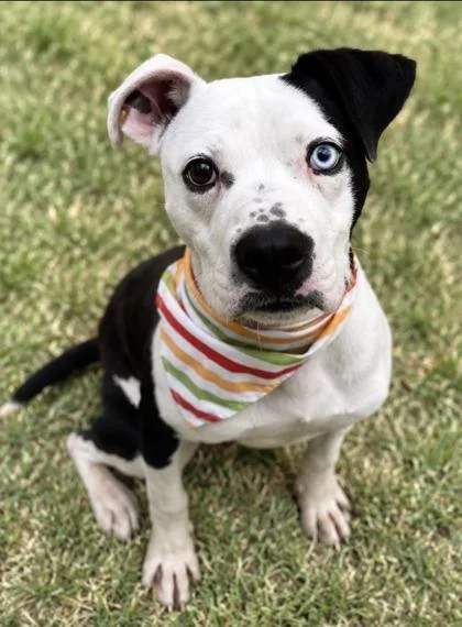 A baby medium-sized male Black Mixed Breed dog named Bonzo for adoption in Hamilton, OH
