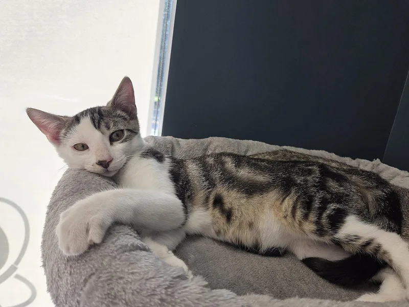 A baby medium-sized male Black & White / Tuxedo Domestic Short Hair cat named Courtesy List: Stuart for adoption in Broomall, PA
