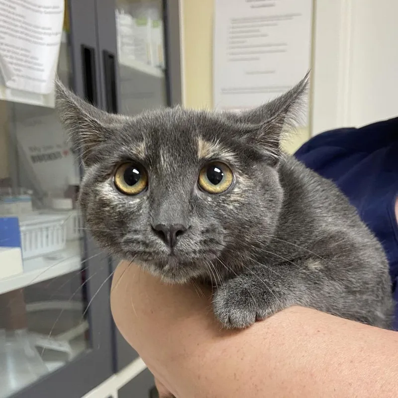 A baby small-sized female Gray / Blue / Silver Domestic Short Hair cat named Brow for adoption in Monroe, LA