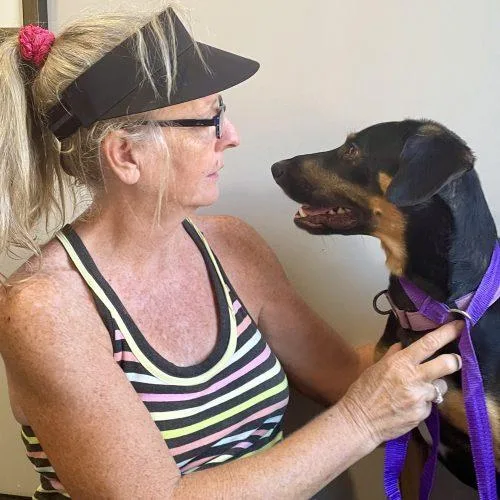 A young medium-sized male Black Hound dog named Rocky for adoption in Leesburg, AL
