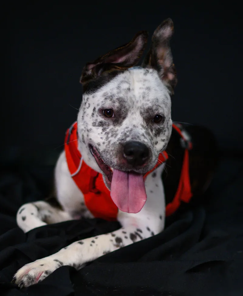 A young medium-sized male American Staffordshire Terrier dog named Poe for adoption in Ellicott City, MD