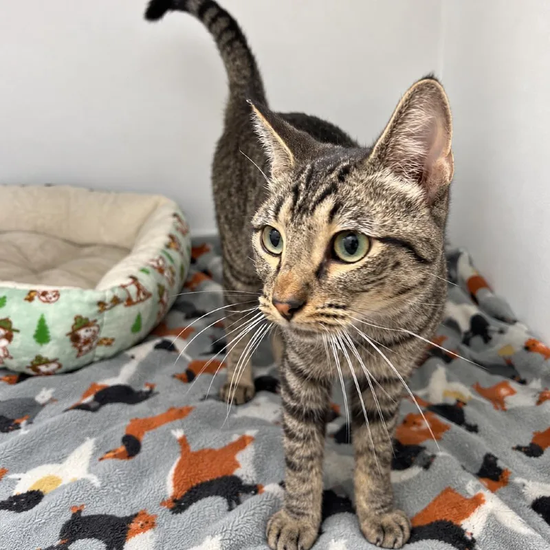 An adult medium-sized male Domestic Short Hair cat named Figaro for adoption in Austin, TX