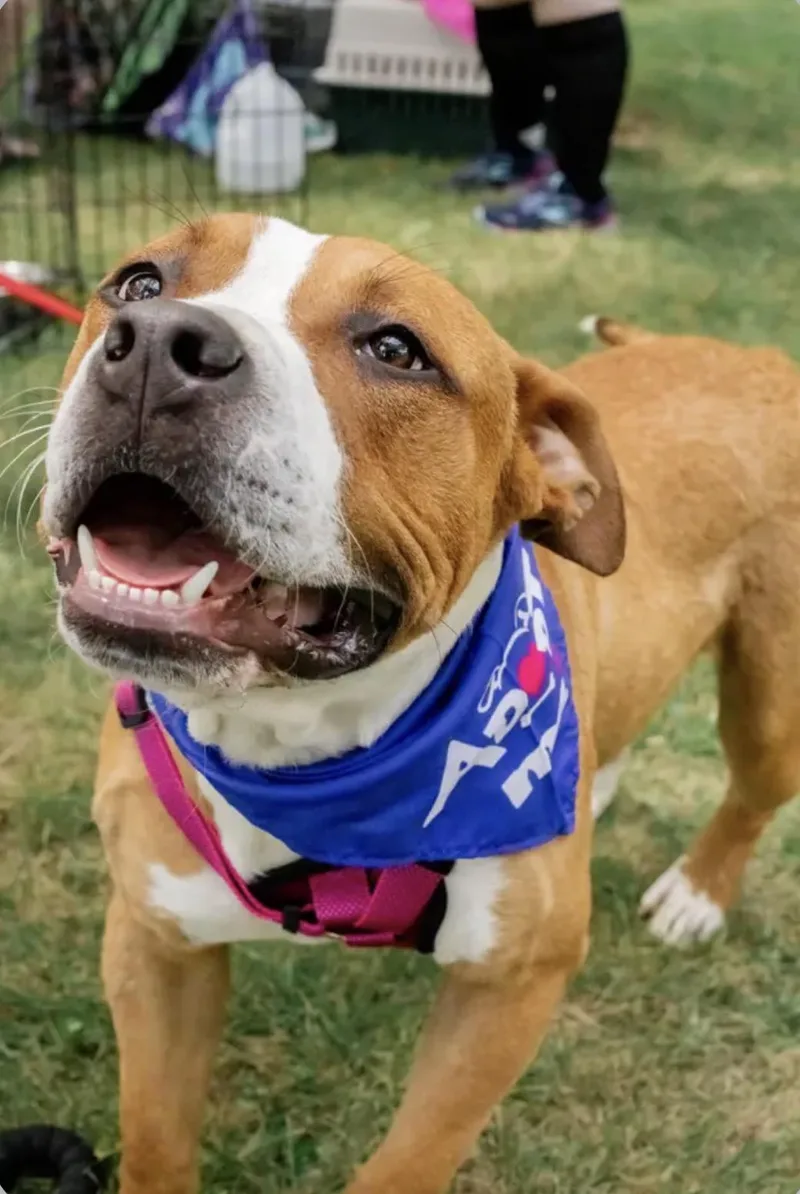 An adult large-sized male Pit Bull Terrier dog named Petey for adoption in Richmond, KY
