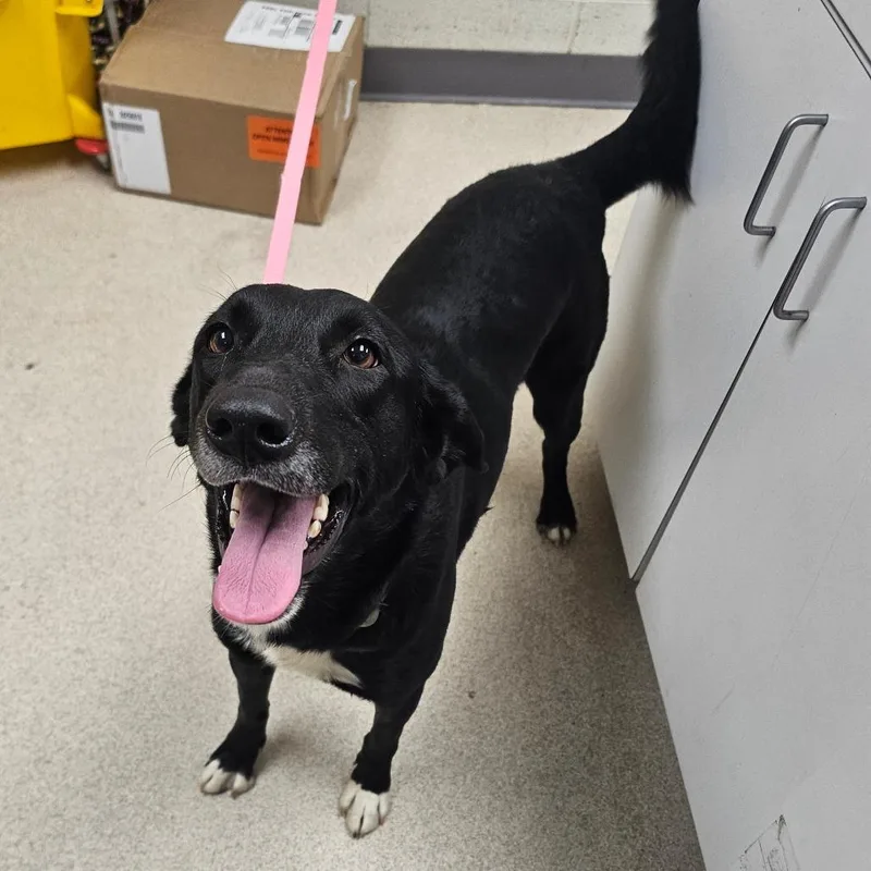 A young small-sized female Collie dog named Willow for adoption in Evansville, IN