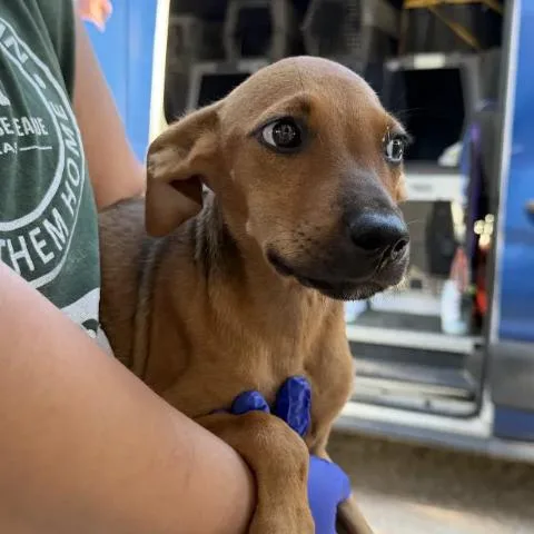 A baby small-sized female Labrador Retriever dog named Edwarda for adoption in Austin, TX