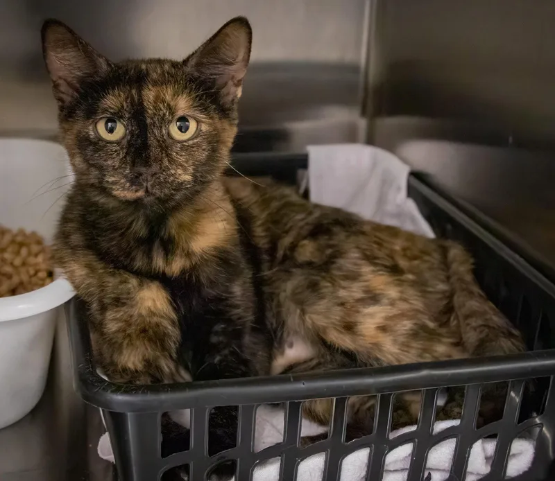 An adult medium-sized female Tortoiseshell cat named Minette for adoption in Greenville, DE