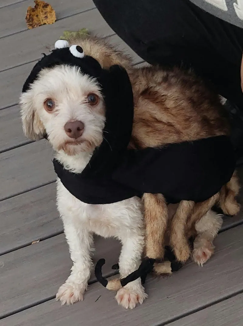 A young small-sized female Havanese dog named Velcro for adoption in Conesus, NY