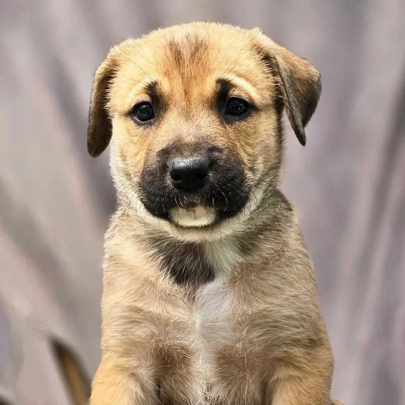 A baby large-sized male Shepherd dog named Chicago Pup  White for adoption in San Diego, CA