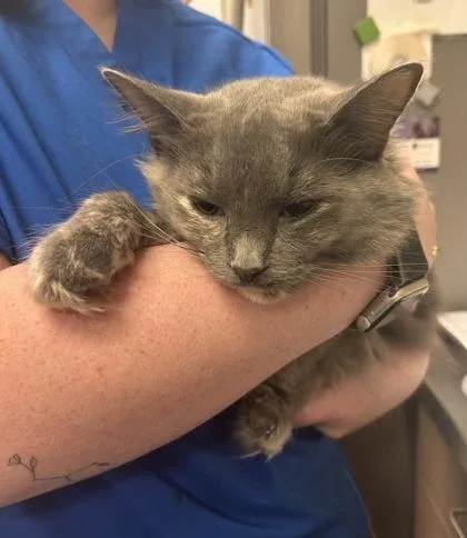 A young medium-sized female Domestic Short Hair cat named Celine for adoption in Fishers, IN