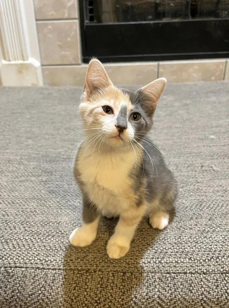A baby small-sized female Domestic Short Hair cat named Gnocchi for adoption in Southaven, MS