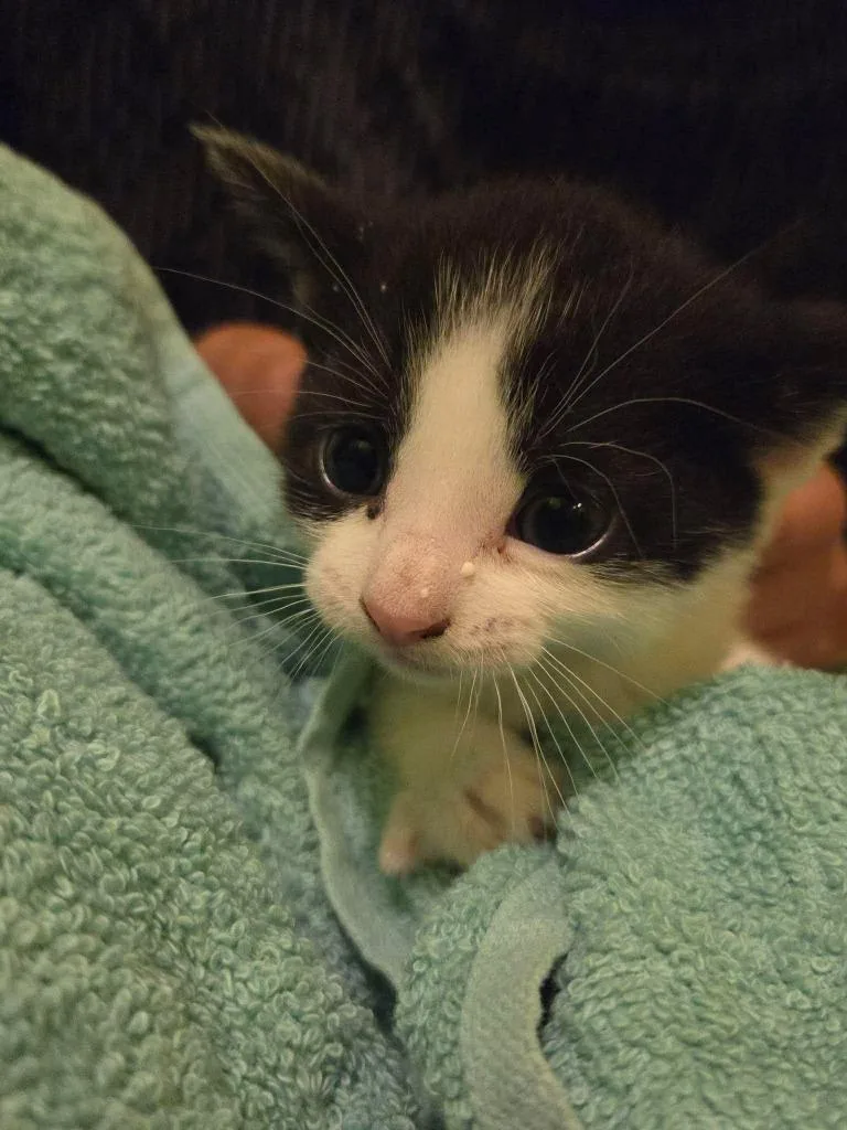 A baby medium-sized male Domestic Short Hair cat named Zion for adoption in Cloquet, MN