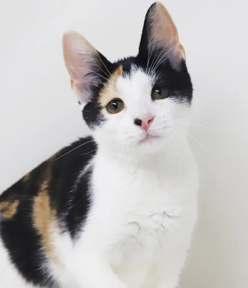 A baby small-sized female Calico cat named Sophie and Katlyn for adoption in Bedford Hills, NY