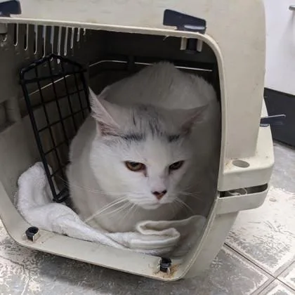 An adult small-sized female Domestic Short Hair cat named Mary for adoption in Worcester, MA