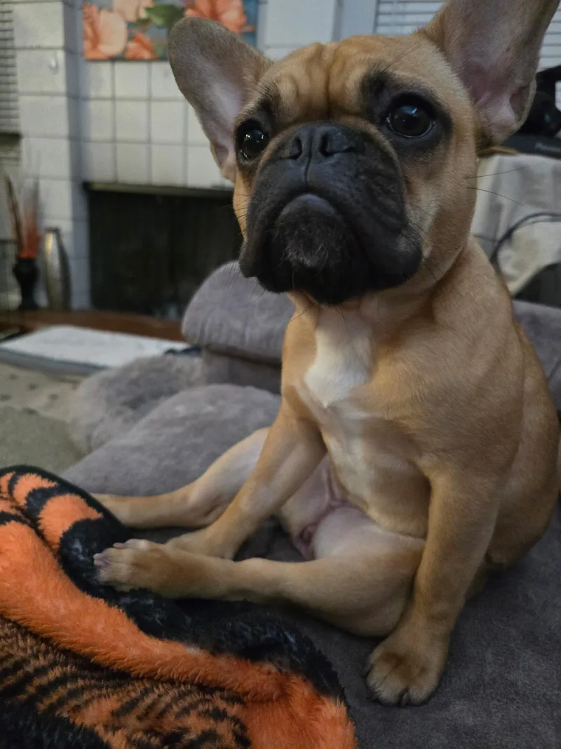 Lola thumbnail 3