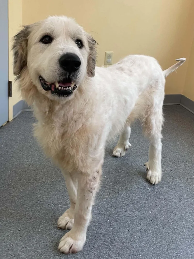 An adult medium-sized male Great Pyrenees dog named Tumbleweed for adoption in Covington, VA