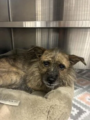 A baby small-sized female Mixed Breed dog named Shenzi for adoption in Gastonia, NC