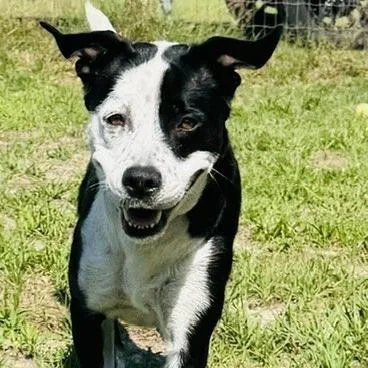 An adult medium-sized female Black Mixed Breed dog named Seledonia for adoption in Williston, FL